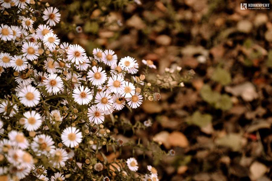 Бабине літо і квіти: осінь-2019 в Луцьку (фото)
