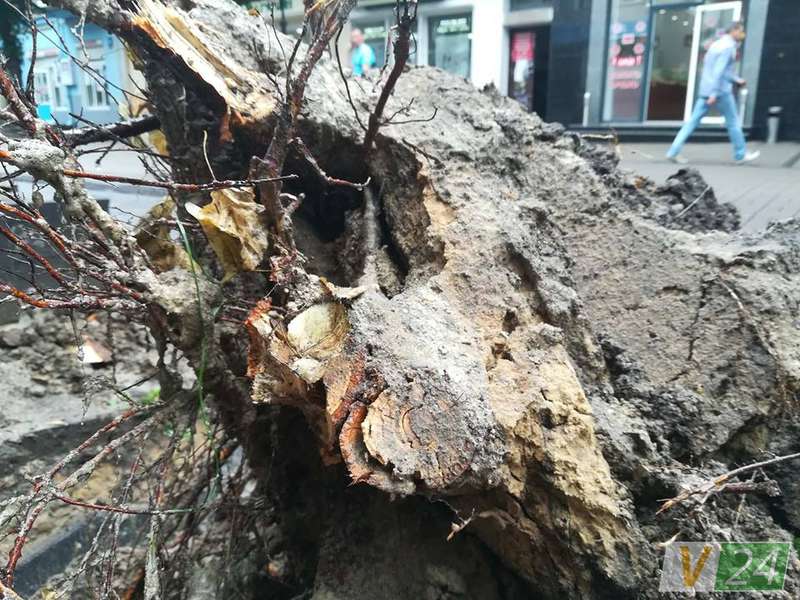Під час зливи у центрі Луцька завалилося дерево (фото)