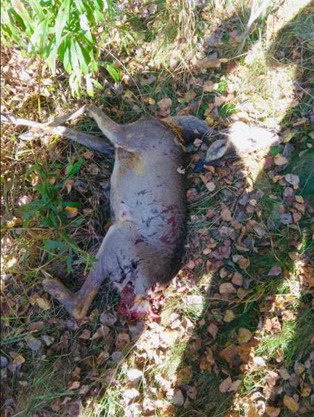 У Шацьку браконьєр вбив косулю (фото 18+)