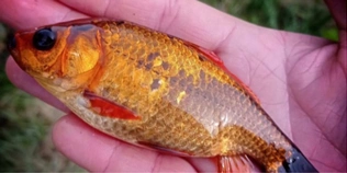 На Волині рибалка спіймав «золоту» рибку (фото)