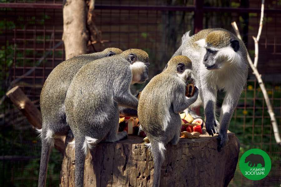 Мавпи, тигри і лемури: Луцький зоопарк кличе школярів на екскурсії (фото)