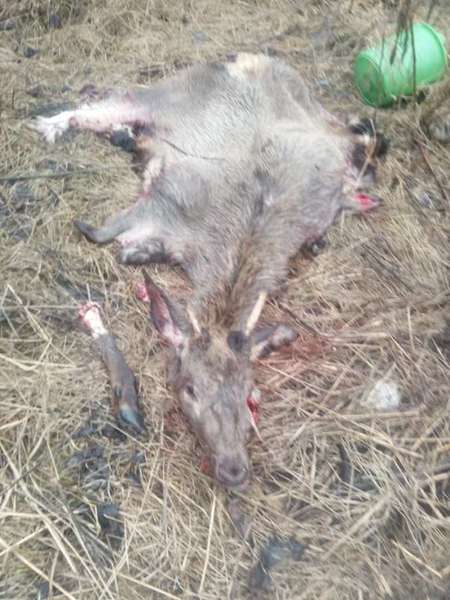 Недавно випустили на волю: на Волині знайшли розчленованого оленя (фото 18+)