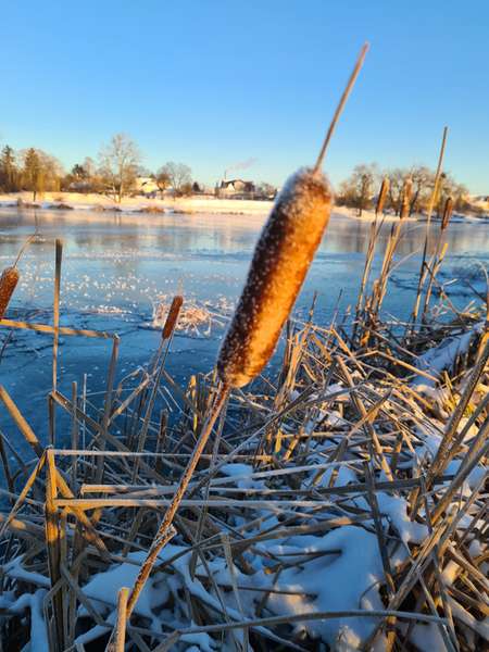 Морозний зимовий ранок на Теремнівських ставках (фото)