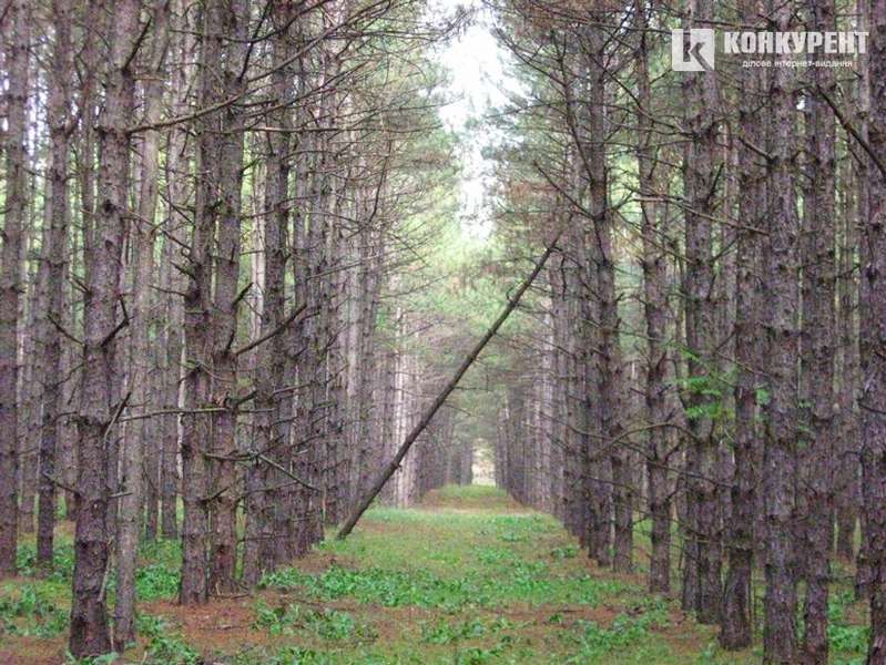 В Україні знаходиться найбільший штучний ліс світу (фото)