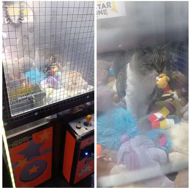 У Володимирі в ігровому автоматі сидів живий приз – кіт (фото)
