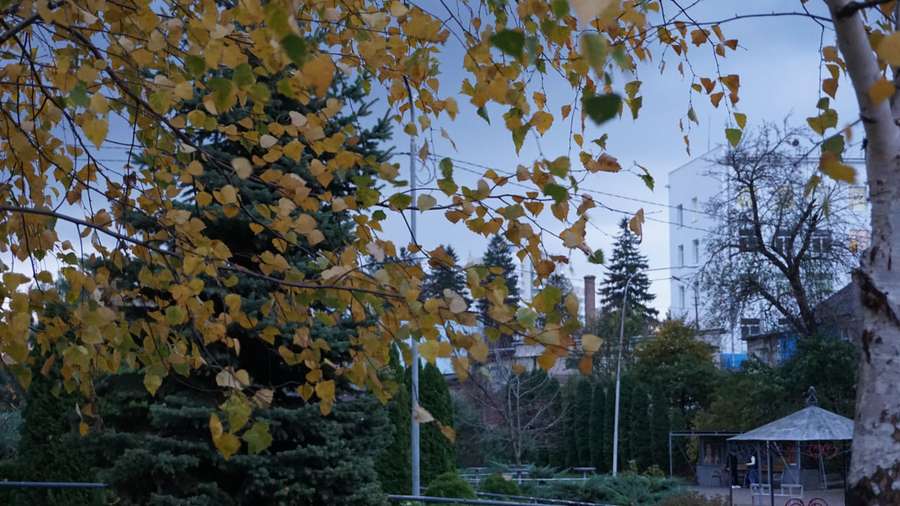 Пожовтіле листя та обважніле небо: який має вигляд осінь в одному з луцьких парків (фото)