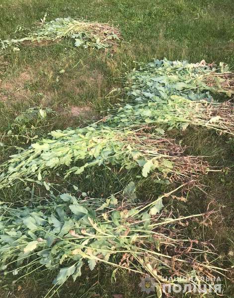 Операція «Мак»: на Ковельщині за добу знайшли майже дві тисячі рослин (фото)