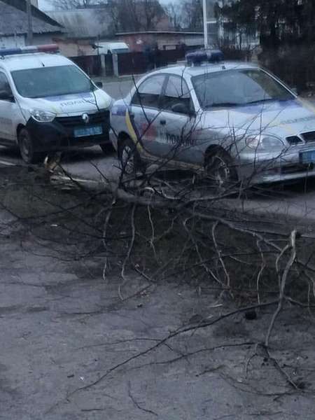 У Нововолинську авто повалило дерево та заїхало на тротуар (фото)