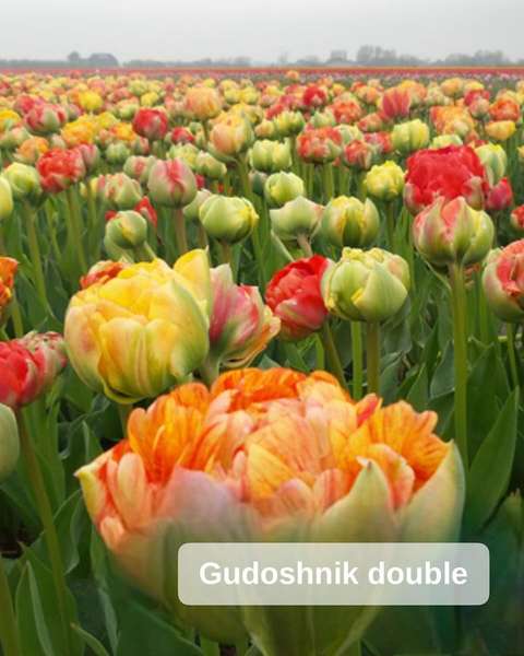 ТОП-10 щорічних тюльпанів-фаворитів «Волинської Голландії» (фото)