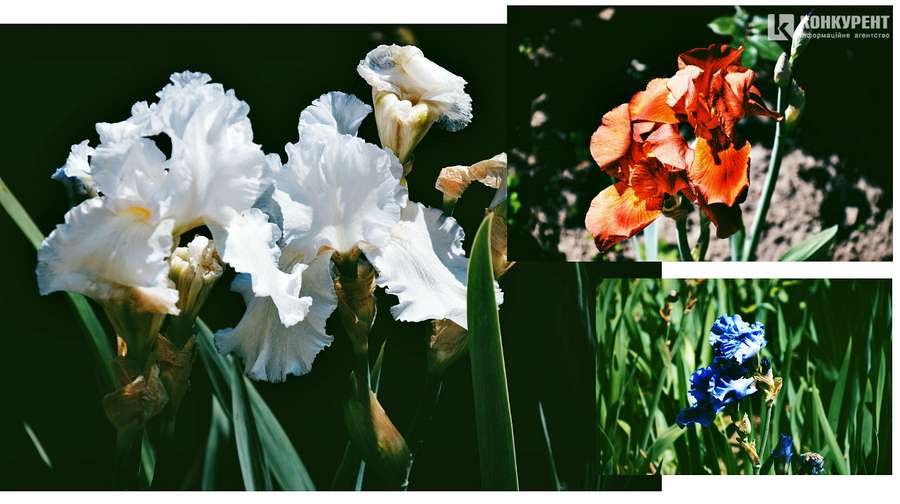 Краса власноруч: як луцьке подружжя у «CITY PARK» щороку висаджує квіти (фото)