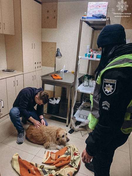 У Луцьку патрульні допомогли травмованому собаці (фото)