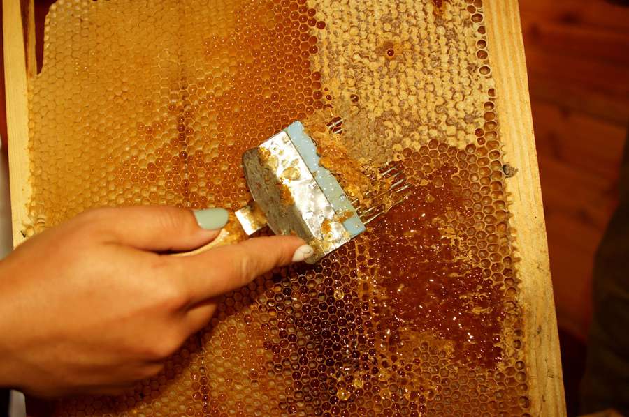 Волинські лісівники викачали мед, добутий 70 тисячами «золотих» комах (фото)