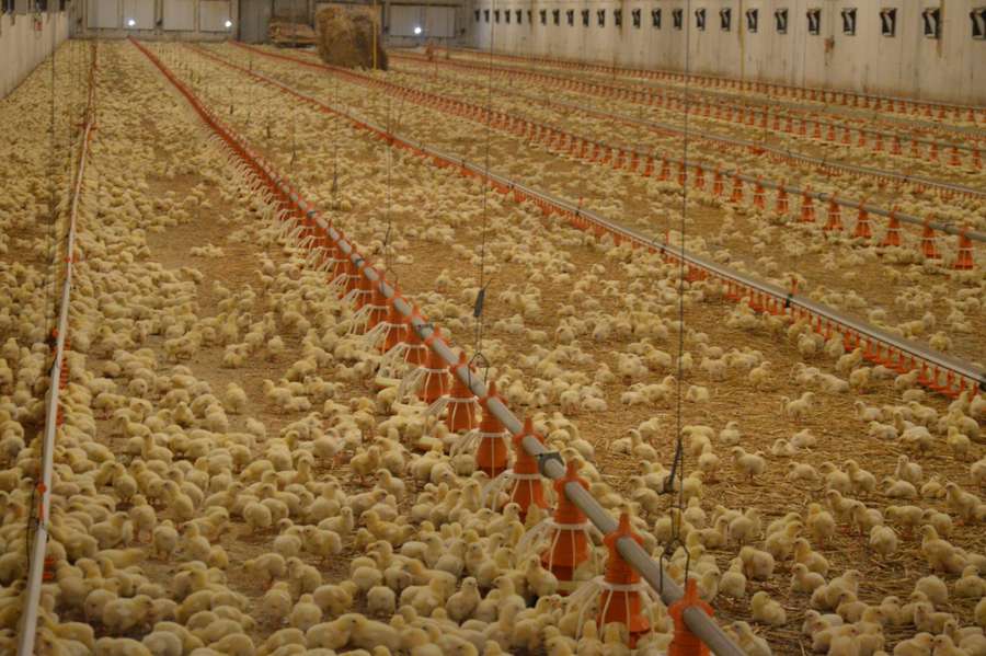 Як на Волині вирощують курятину без антибіотиків (фото)*
