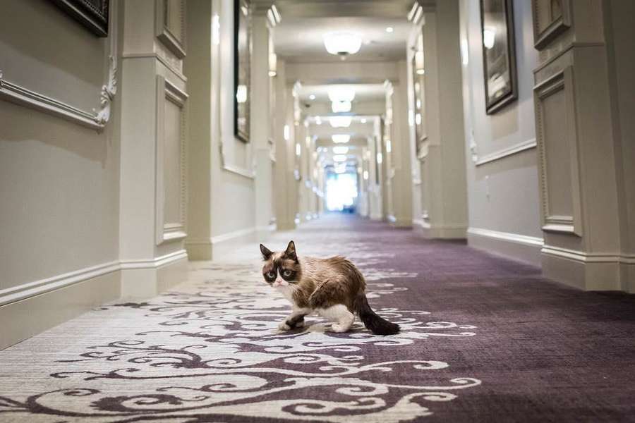 Знаменита в Instagram сердита кішка Grumpy Cat померла (фото)