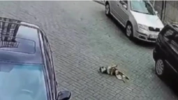 «Не помітила»: поліція розшукала жінку, яка в Луцьку наїхала на собаку (відео)