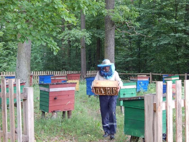 У  лісгоспі на Волині зібрали перший урожай меду