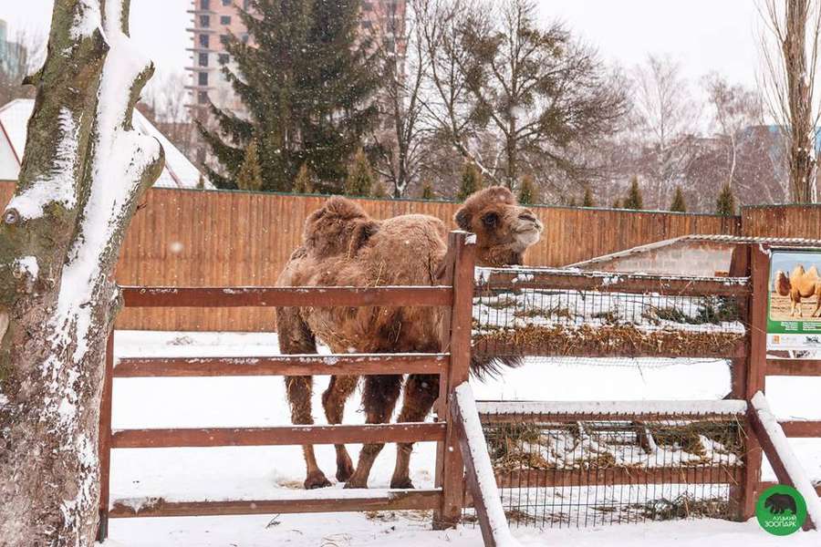 Як зимують мешканці Луцького зоопарку (фото) 