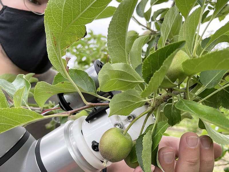 Інженери-агрономи розробляють роботизованого проріджувача зелених плодів