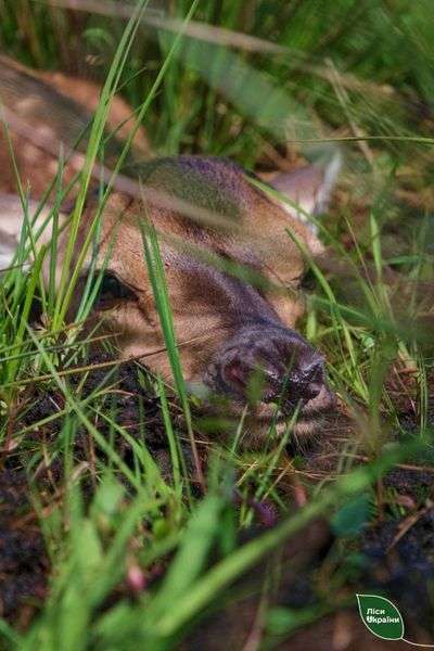У волинських лісівників – поповнення: у вольєрі народилися оленята (фото)