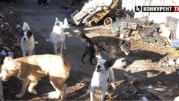 Собаки їдять один одного: під Луцьком чоловік морить голодом десятки тварин (відео)