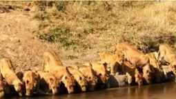 Зняли видовищне відео, як 20 левів прийшли на водопій (відео)