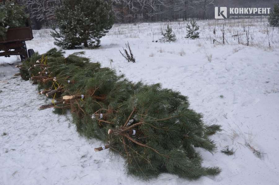 Vox Dei: як обрати новорічну ялинку у Луцьку (фото) 
