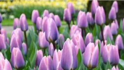 Понад мільйон тюльпанів: «Волинська Голландія» здивує новими сортами (фото)