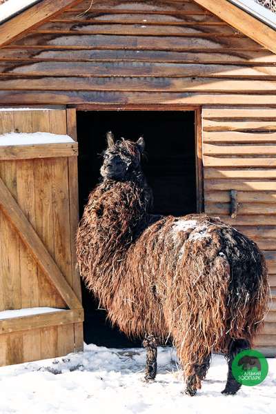 Пухнасте мімімі: Луцький зоопарк показав зимові фото своїх підопічних