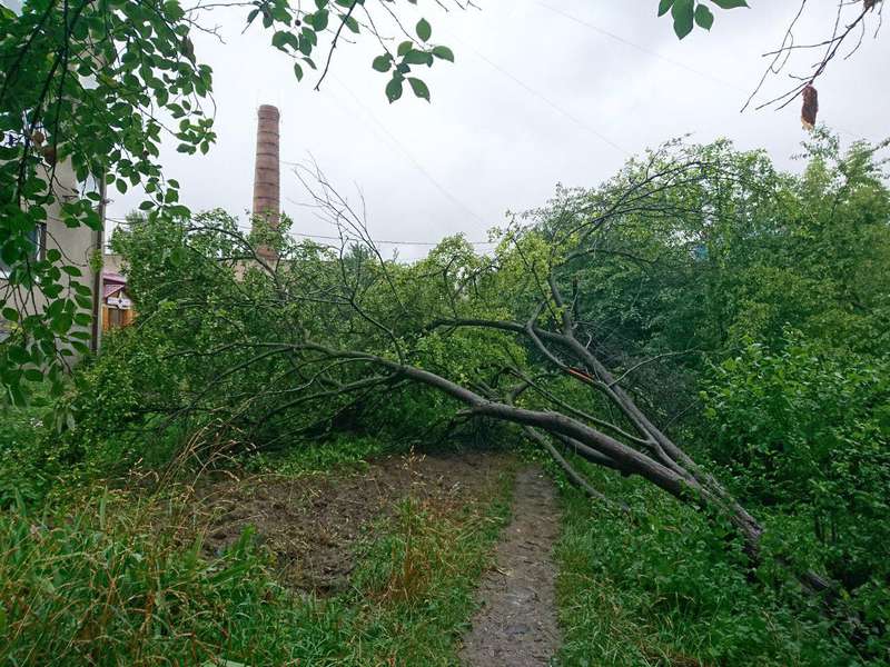 У Луцьку неподалік центру розломилося дерево (фото)