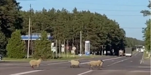 У Маневичах стадо овець систематично порушує ПДР (відео)