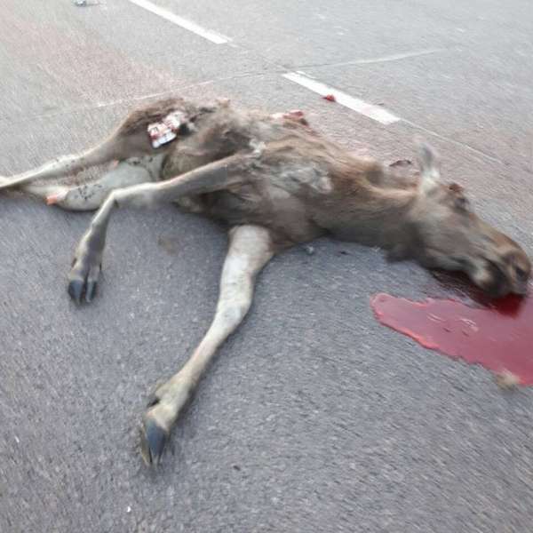 На Волині водій «Ауді» збив лося (фото 18+)