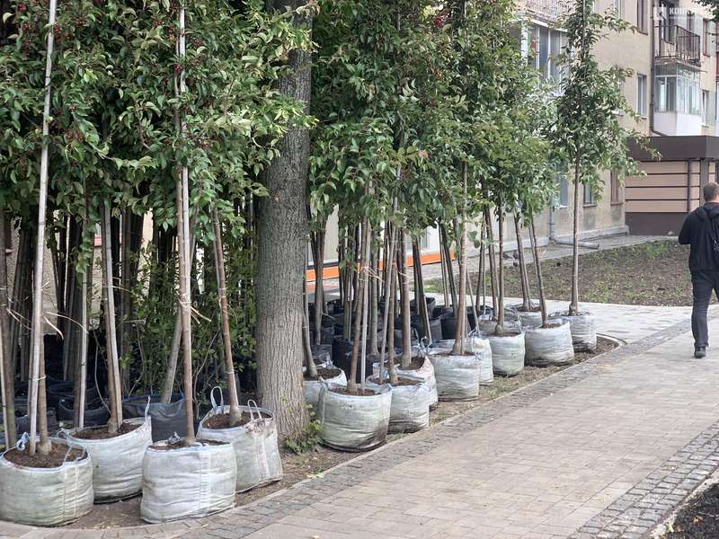 На проспекті Волі у Луцьку почали висаджувати дерева (фото)