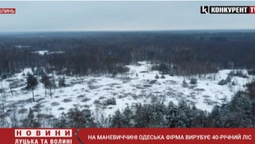 На Маневиччині одеська фірма вирубує 40-річний ліс (відео)