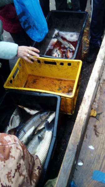 На Волині незаконно виловили понад пів тонни риби (фото)