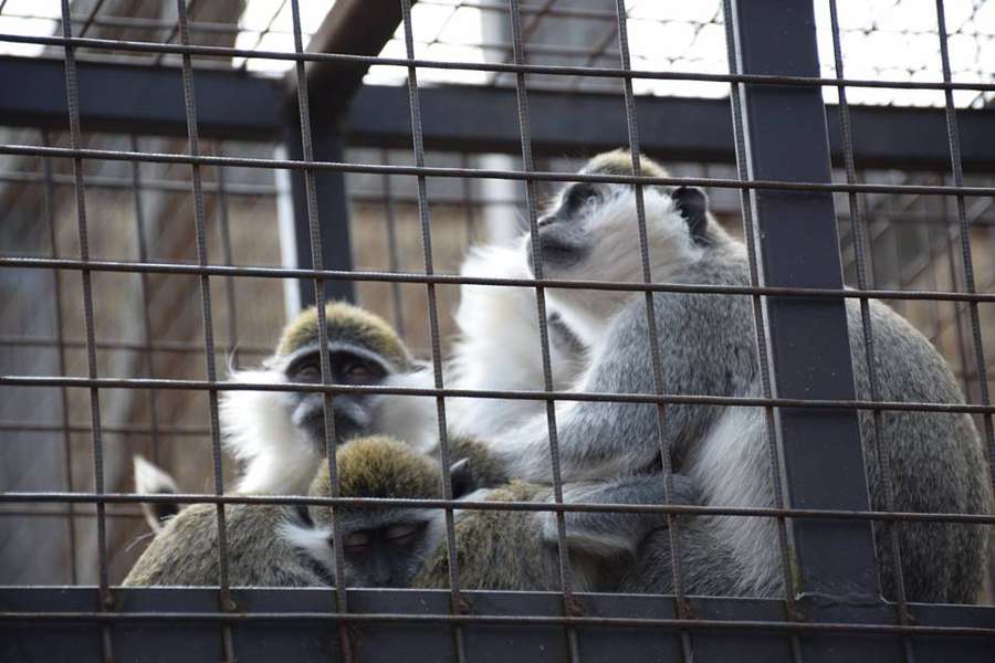 Лучан закликають не годувати мешканців зоопарку (фото)
