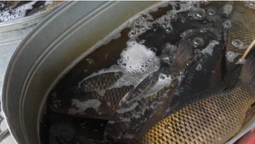 Скільки коштує риба на ринку у Луцьку (відео)
