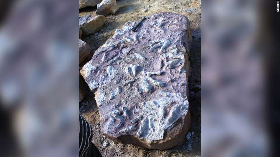 Польські геологи знайшли декілька сотень відбитків лап динозаврів