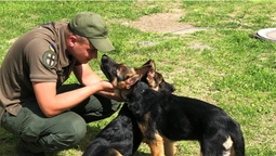Як волинські гвардійці з грайливих щенят виховують службових псів (фото)