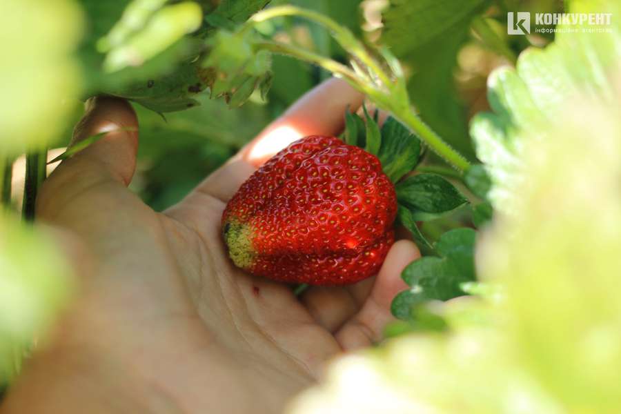 Червона та смачна: як у селі під Луцьком росте полуниця (фото)