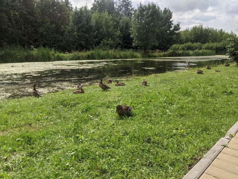 Центральний парк Луцька заполонили качечки (фото, відео)