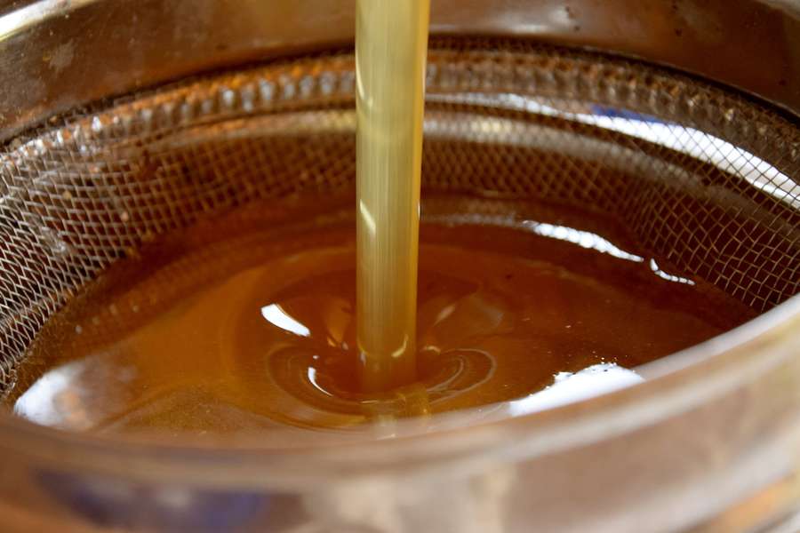 На Волині заготовляють цілющий лісовий мед (фото)