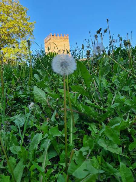 Цвітуть кульбабки і бузок: травень біля стін Луцького замку (фото)