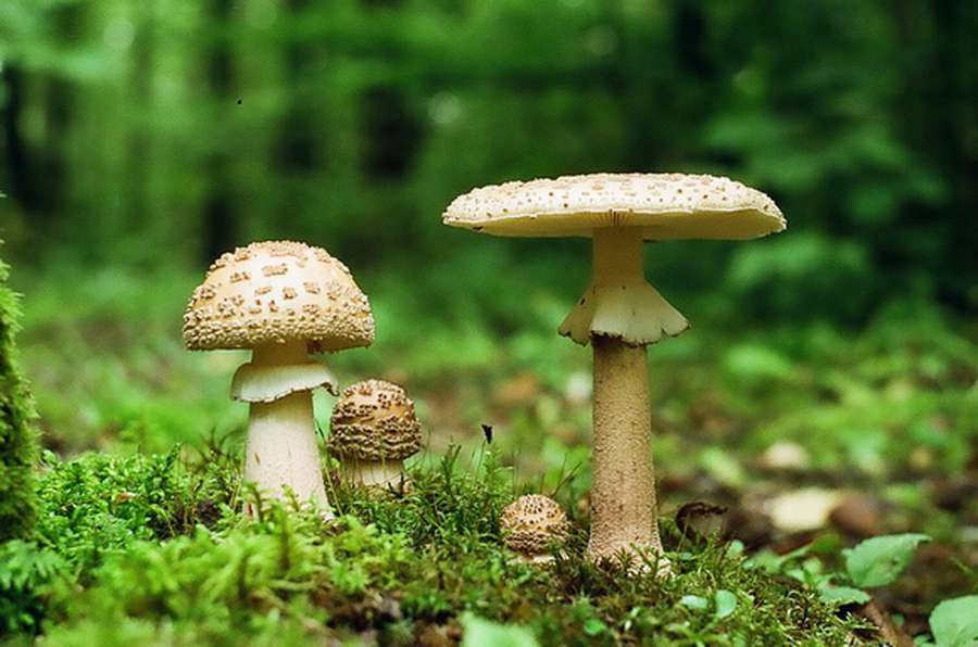 Nota bene волинянам: 12 пласких питань про гриби