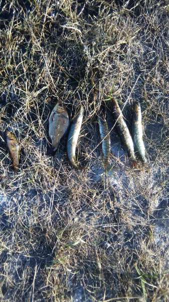 На Любомльщині «рибпорушення» завдали збитків на понад 12 тисяч гривень
