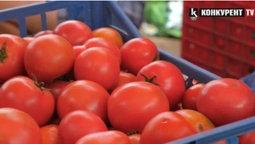 Яка ціна на домашні огірки та помідори на ринку Луцька (відео)
