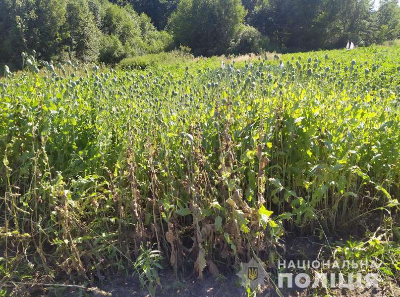 Майже 2000 рослин: на Ковельщині ліквідували дві плантації маку (фото)