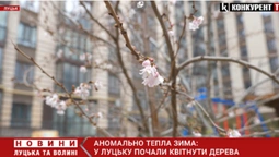 Аномально тепла зима: у Луцьку квітнуть дерева (відео)