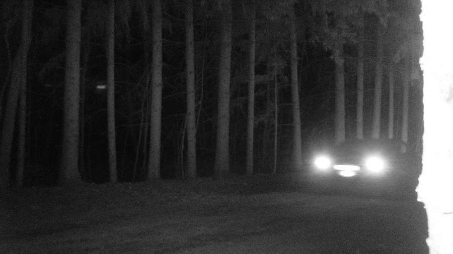 У лісі на Волині фотопастка спіймала крадіїв дубів (фото)