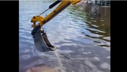 У Києві їжака, який мало не потонув, рятували екскаватором (відео)
