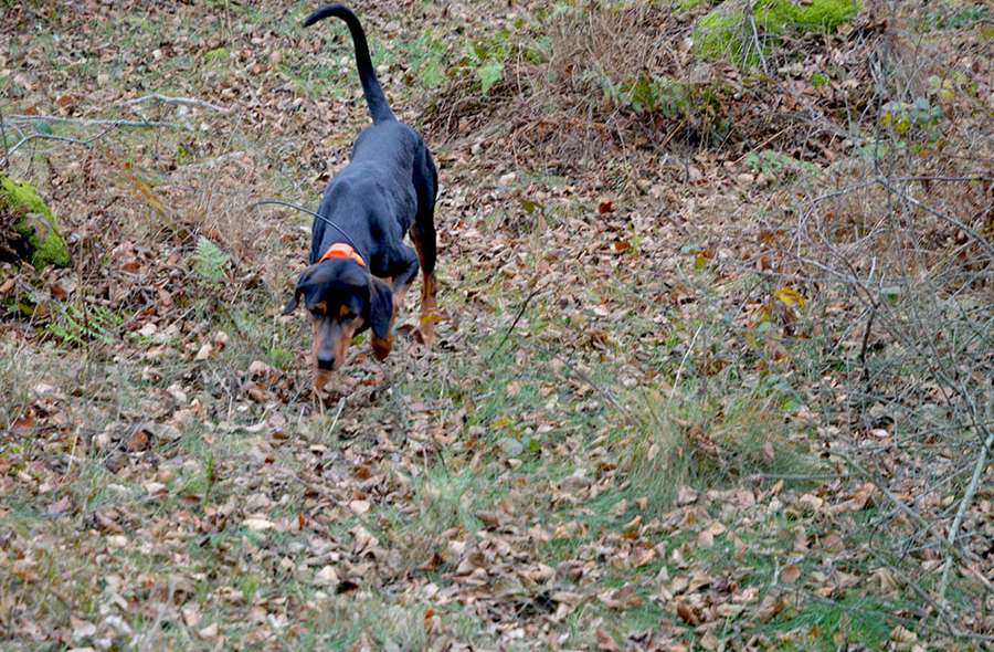 Лайки та гончак: волинські лісівники тренують мисливських собак (фото)